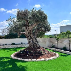 Ancient Olive tree in Even Shmuel